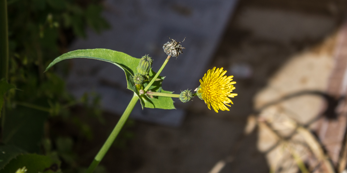 sow thistle 06