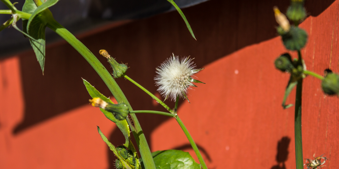 sow thistle 07