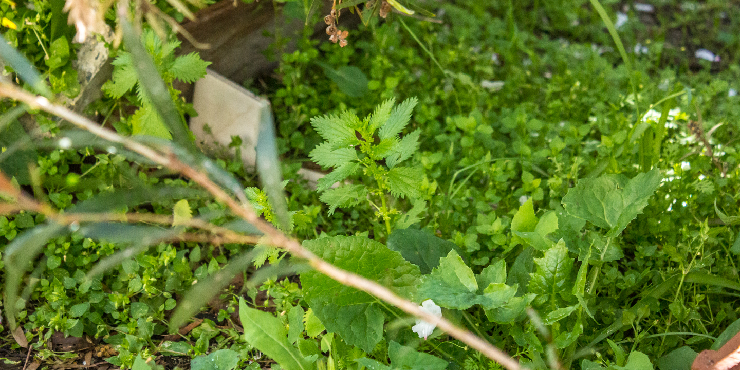 Can you spot the stinging nettles among the other weeds? Scroll down for where the stinging nettles are.