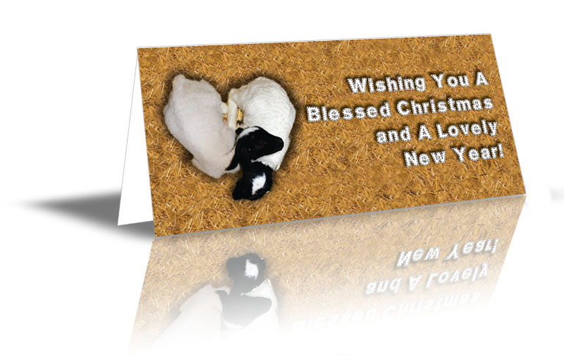 Two lambs sleeping on each other in a heart shape design saying "Wishing You A Blessed Christmas and A Lovely New Year!"