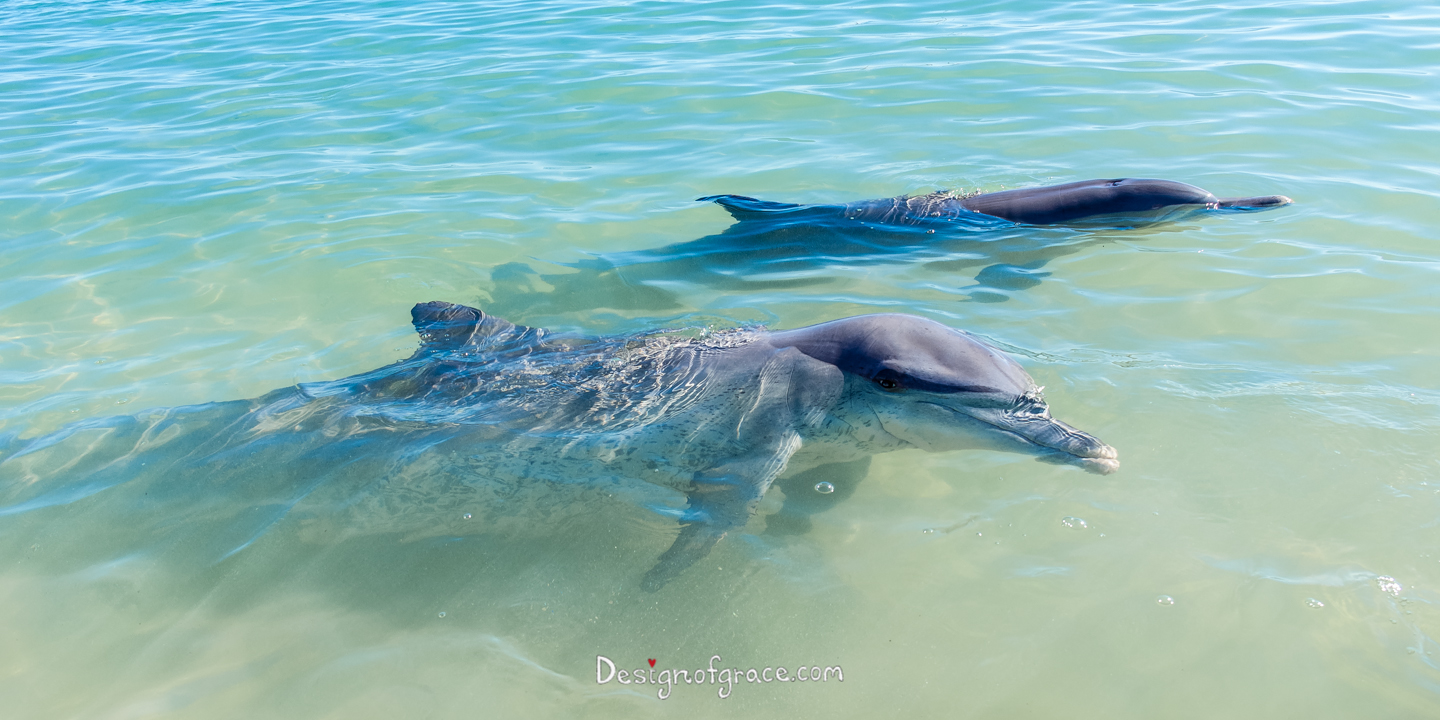 2 dolphins in the water, the one in front looking at you!