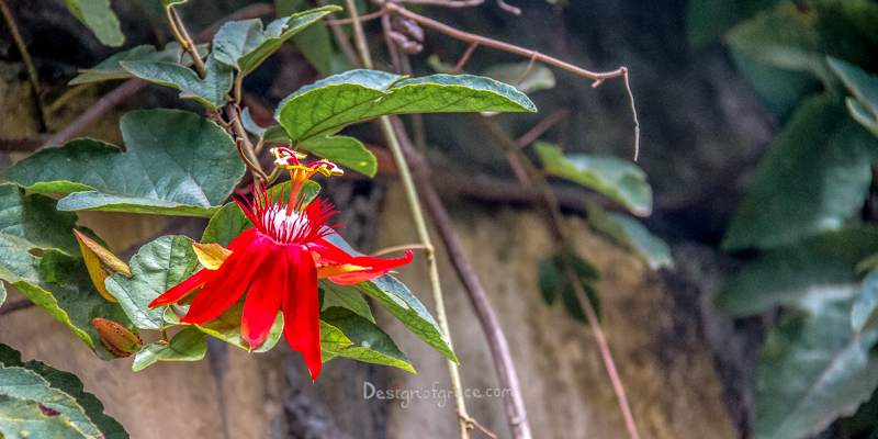Red Flower from Ubud, Bali