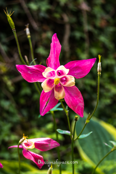 A pink star shape flower with green leaves in the background