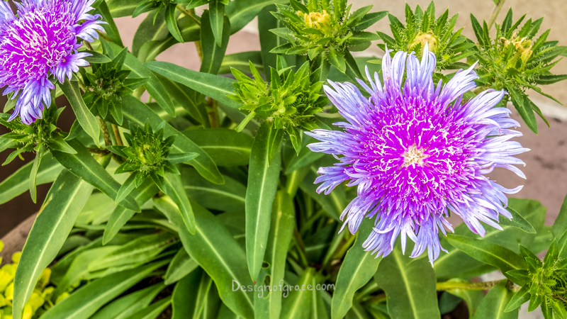A very intricate flower with a purple core and light blue petals. Surrounded by green leaves