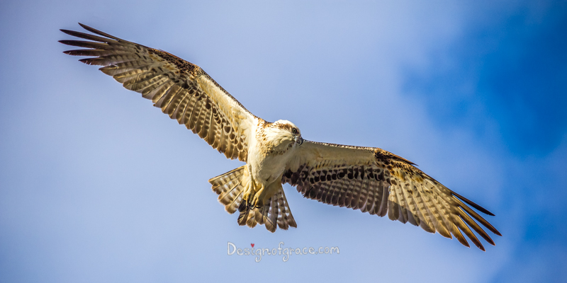 Osprey soaring high in the blue sky, South Yunderyup, Western Australia