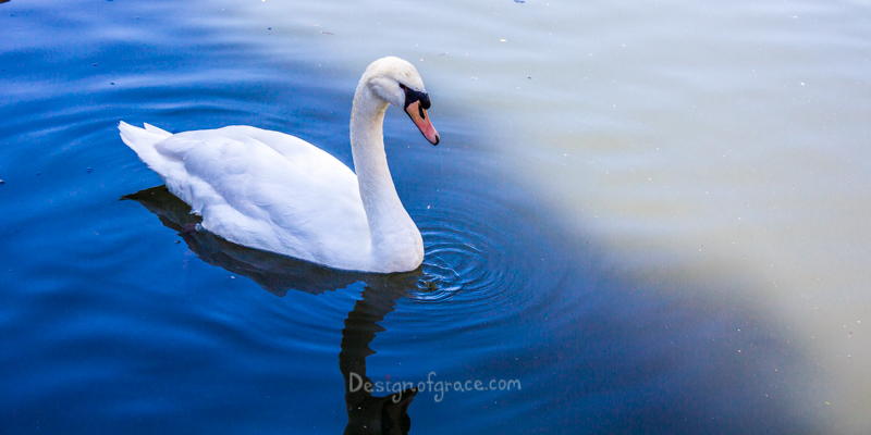 A single white swan in the water with ripples in the water
