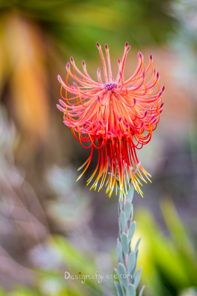 A  red, purple and yellow native flower in Kings Park, Western Australia with a very  shallow depth of field