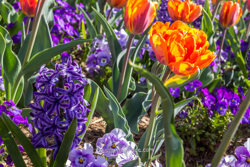 Mixed orange tulips and purple flowers outside the White House, Washington