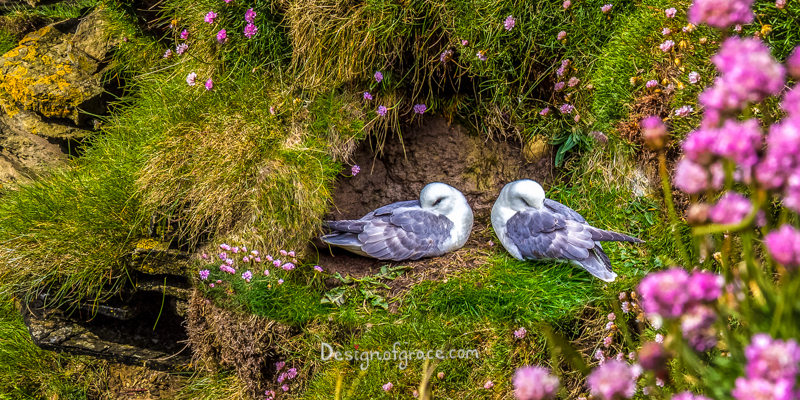2 birds sleeping with their beak tucked in on the side of the cliff