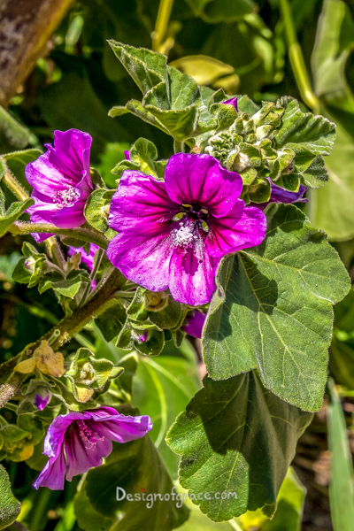 Close up of a beautiful purple flower with 5 petals and fury green leaves