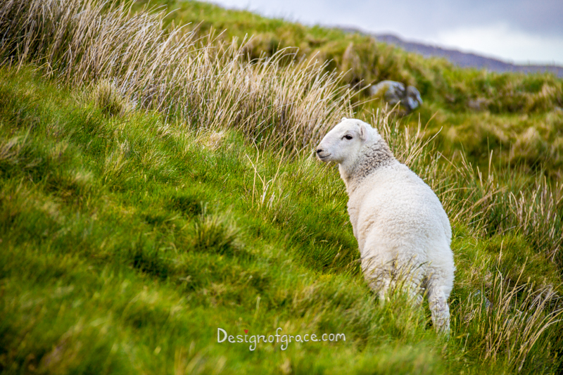 A lone lamb on the right among green pastures, Snowdon , Wales