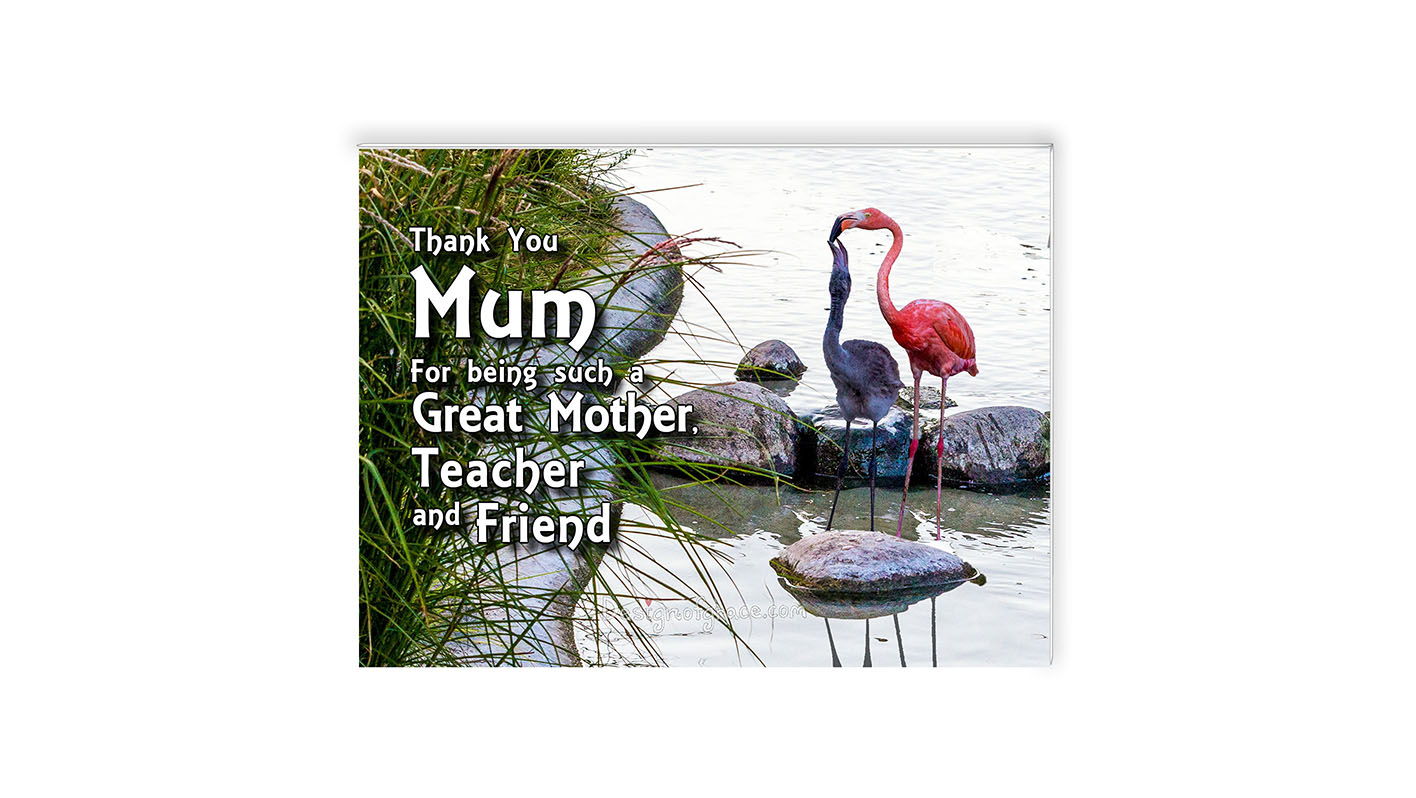 A pink Flamingo mum feeding her baby in the water with green reeds on the left,   Zoologisk Museum, Copenhagen, Denmark Inspirational Mount with the words "Thank You Mum  For being such a  Great Mother,  Teacher  and Friend"