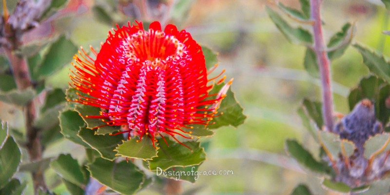 a single red coloured banksia on the left in focus with out of focus purple and green hues in the background