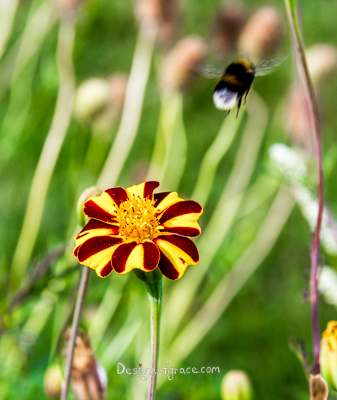 a lone yellow and red stripe flower with a bumble bee on the top right on a green background, sanssouci park, berlin, germany