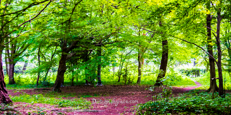 Green trees with a pink Path in the forrest, Sentō Imperial Palace,  Kyoto, Japan