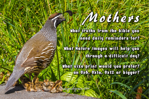 Quail mother with her babies with the words Mothers What truths from the bible you  need daily reminders for?  What Nature Images will help you through a difficult day?  What size print would you prefer? an 8x6, 8x1o, 8x12 or bigger?