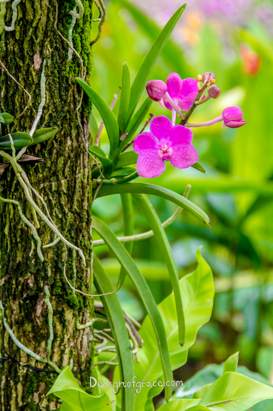 Pink Orchid with a textured brown trunk o the left and green background on the right, Botanical Gardens, Singapore