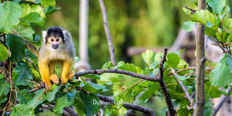 A cute little monkey on a branch with a green out of focused leafy backdrop, Zoologisk Museum, Copenhagen, Denmark