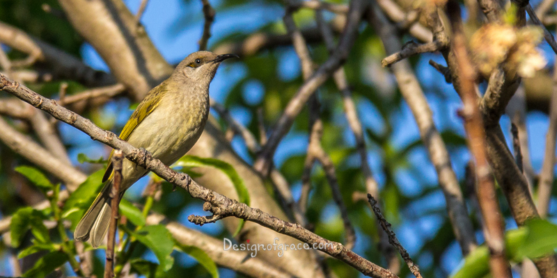 Singing Honeyeater bird in the tree with a blured out tree in my backyard, Perth, Western Australia