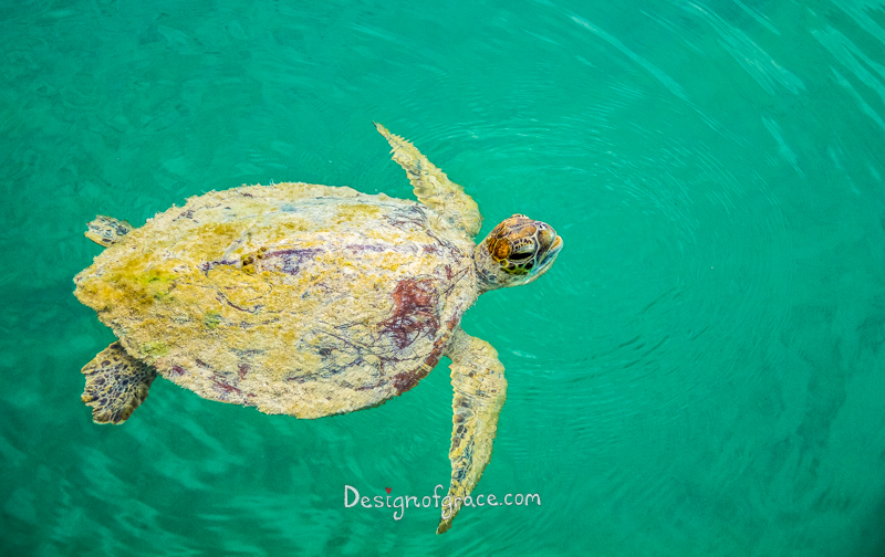 A Wild Sea Turtle with green moss on it's shell in clear turquoise water, Shark Bay Marine Park and World Heritage Site, Monkey Mia, Denham, Western Australia