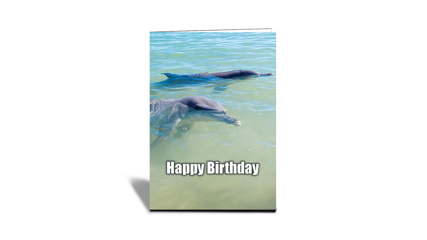 C02 Dolphins, Denham, WA | Nature | Inspirational Photo Greeting Cards With Text | Happy Birthday