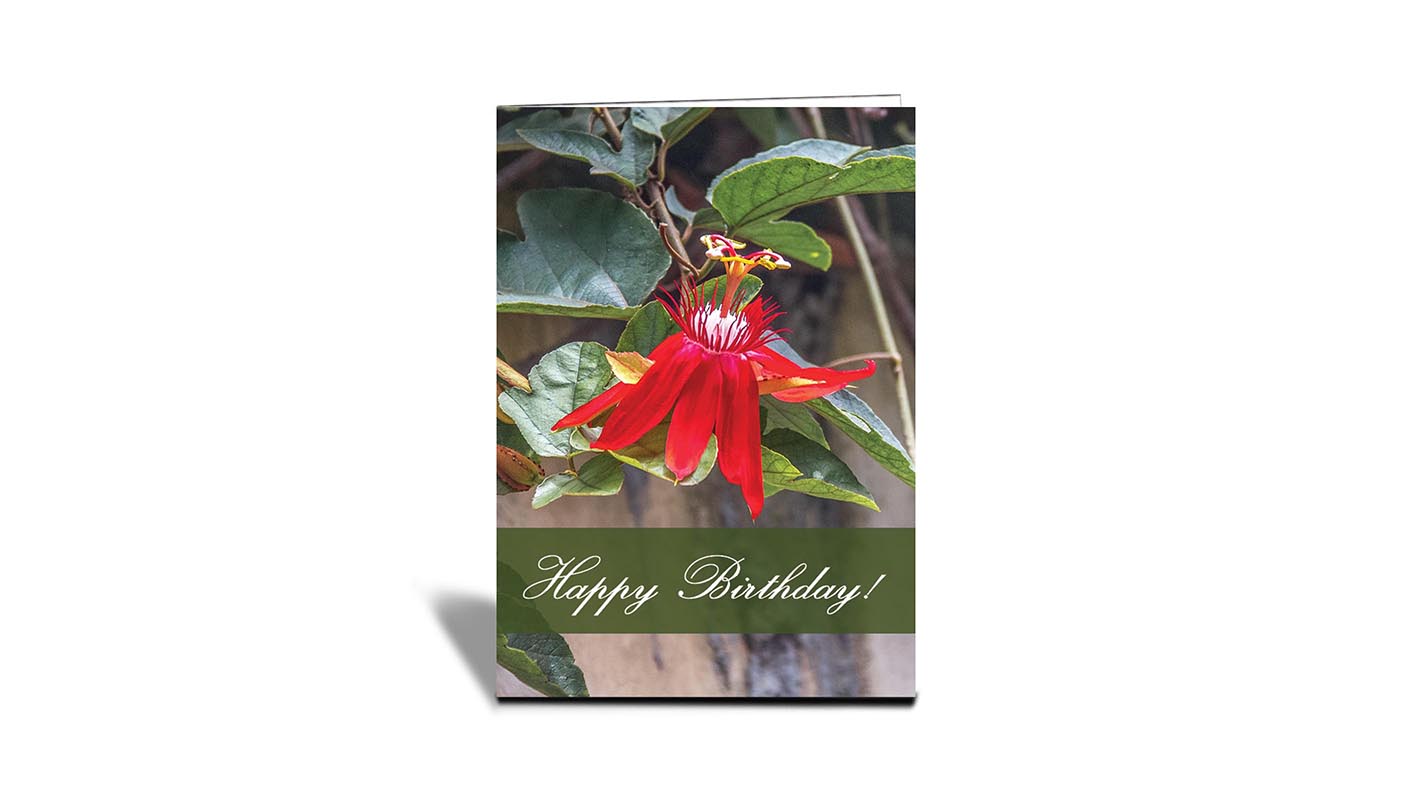 C08 Red Flower, Bali | Nature | Inspirational Photo Greeting Cards With Text | Happy Birthday