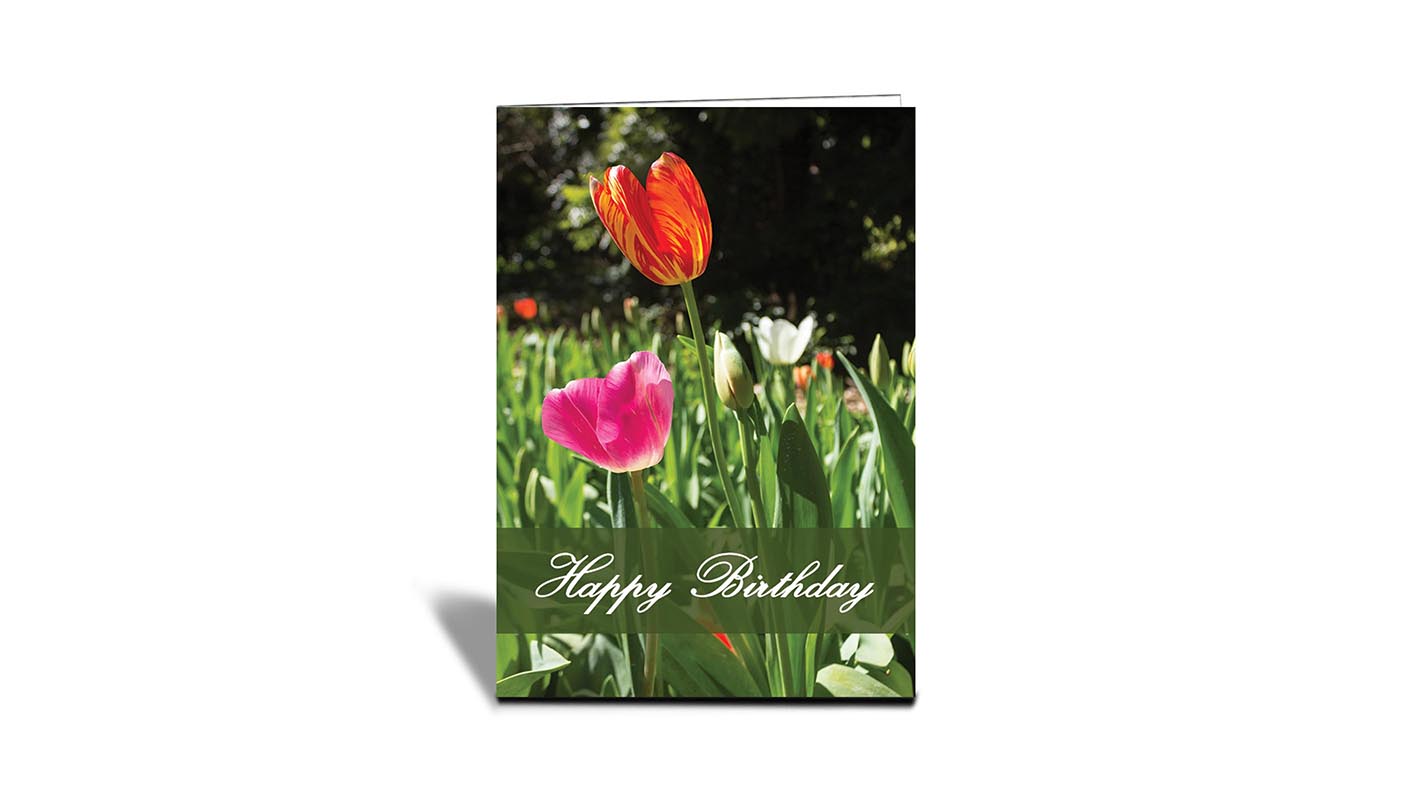 C09 Mixed Pink and flame Coloured Tulips, Araluens, Perth, WA | Nature | Inspirational Photo Greeting Cards With Text | Happy Birthday