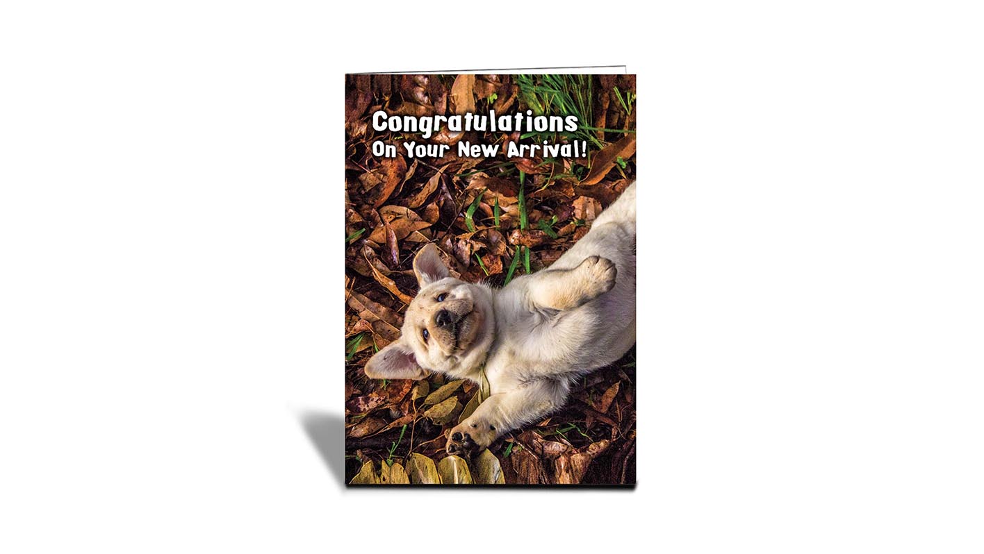 C16 labrador puppy, Perth, WA | Nature | Inspirational Photo Greeting Cards With Text | Congratulations on your new arrival