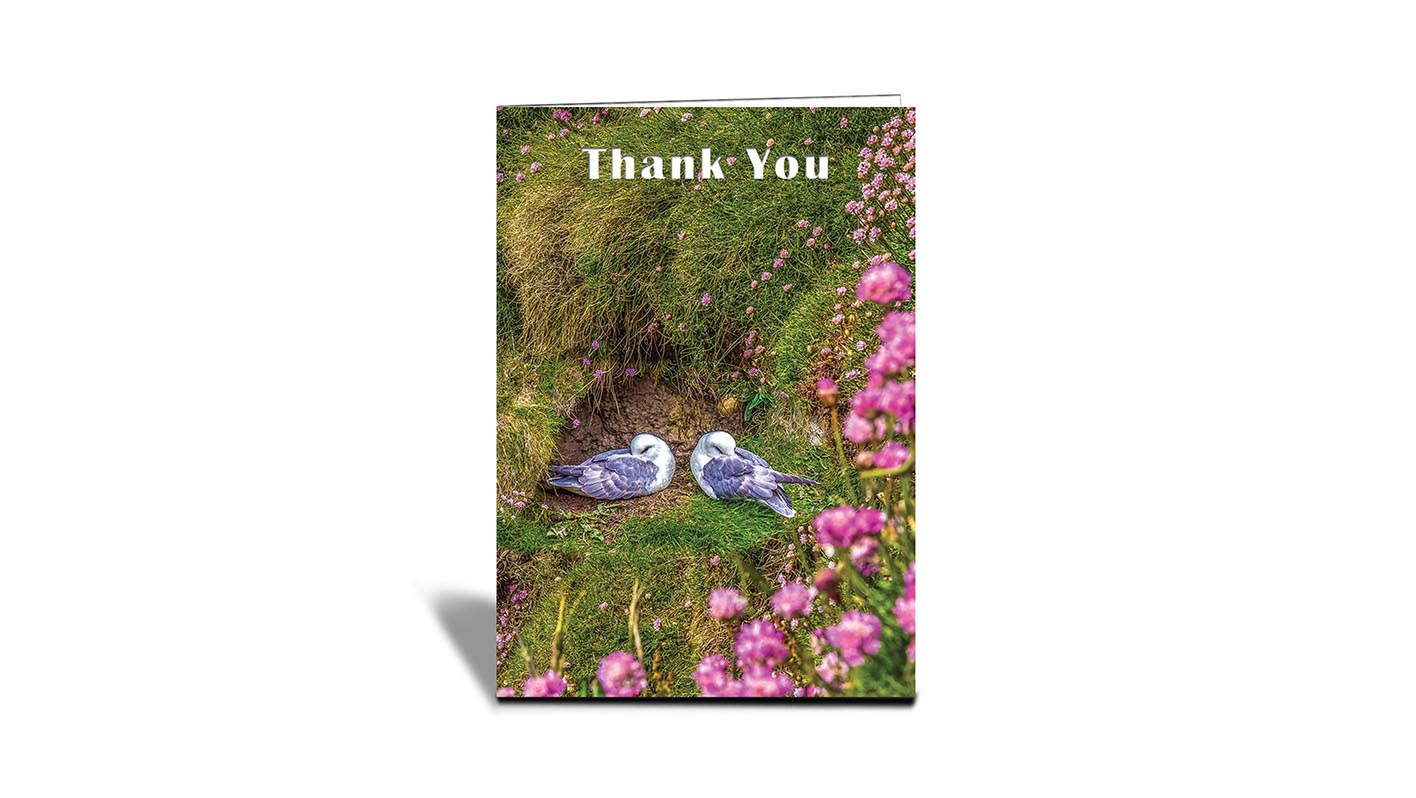 C20 A Pair of Birds on the cliff side , John O Groats, Scotland | Nature | Inspirational Photo Greeting Cards With Text | Thank You