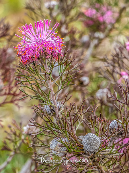 Pink Flowers, Stirling Ranges, Western Australia 