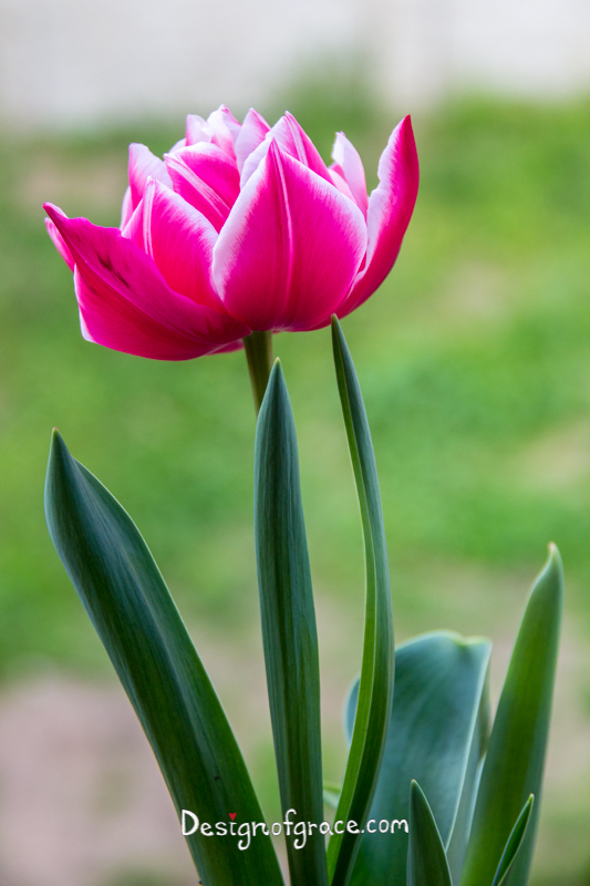 Phyllis's home grown pink double tulip with green background and green leafs taken from her balcony, Perth, Western Australia