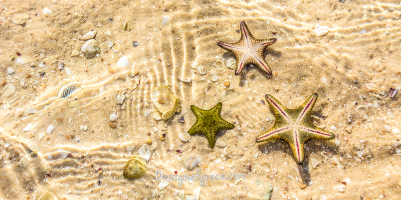 Nicholson Point Starfish with yellow sand background and water ripple patterns, Denham, Shark Bay Marine Park and World Heritage Site, Monkey Mia, Denham, Western Australia