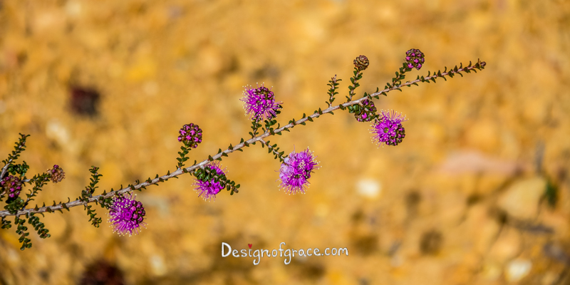 dainty purple Flowers, Stirling Ranges, Western Australia