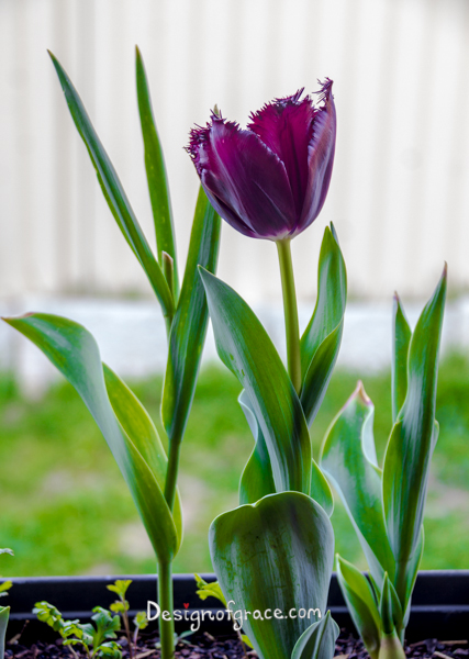 Phyllis's home grown purple tulip with gray and green background and green leafs taken from her balcony, Perth, Western Australia