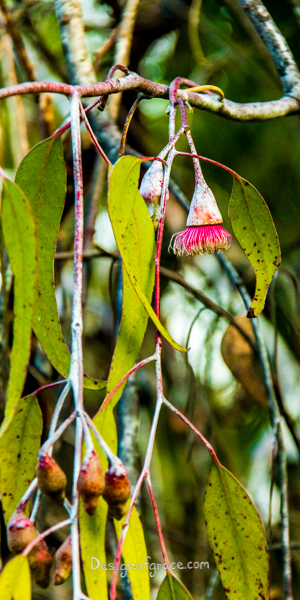 A single pink Gum nut Flower, Yallingup, Western Australia