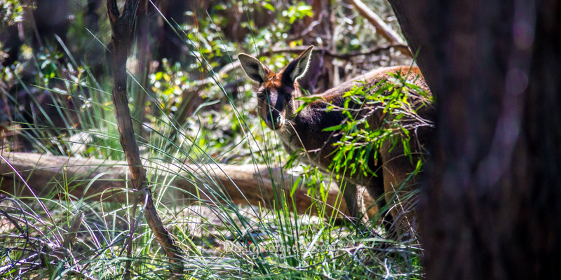 A shy kangaroo in the bush outside the St George’s Community Care, Dunsborough, Western Australia