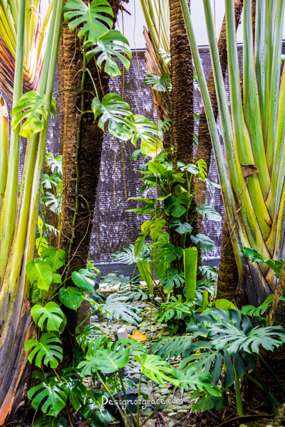 Green climbing plants climbing trees with a waterfall background, Changi Airport, Singapore