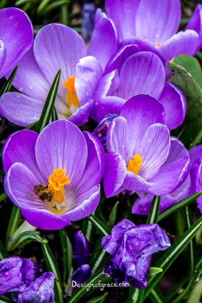 purple flowers with orange centers, Portland, USA
