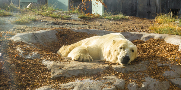 A Polar Bear, Zoologisk Copenhagen, Denmark Animal Nature Photography | Jonace World Travels – Design of Grace