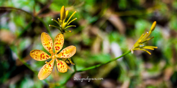 a spotted yellow and orange flower with green blurred back ground, Singapore