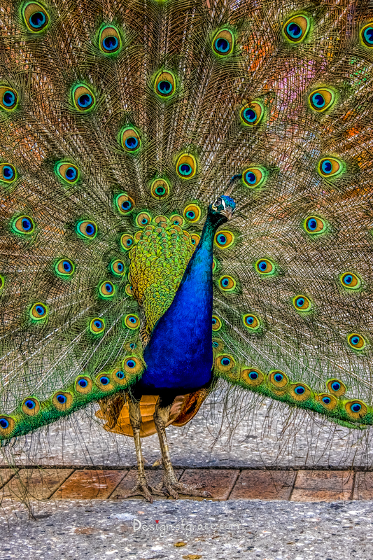 A beautiful blue peacock with its colourful plumage opened
