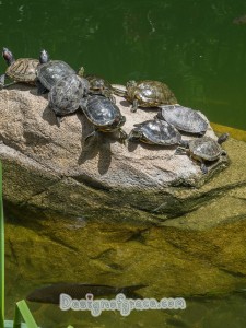 turtles sun bathing on a rock and a fish swimming past on the bottom left