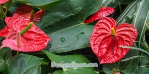 red heart shape flower among green foilage
