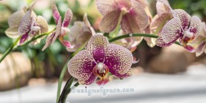 a beautiful spotted pink orchid