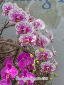 A bunch of hanging beautiful spotted pink orchid