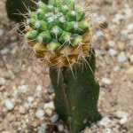 A single cacti with a ball with spikes on the top of a thicker stem