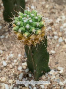 A single cacti with a ball with spikes on the top of a thicker stem