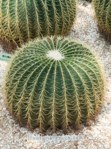 A nice and dome shaped cacti with spikes coming out of it