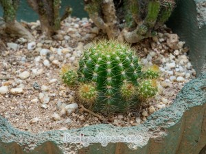 A nice and dome shaped cacti with spikes coming out of it with little baby cactus coming growing from it