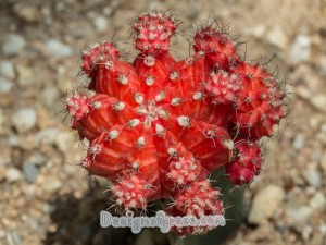a red flower like shaped cacti with spikes coming out of it with little baby cactus coming growing from it